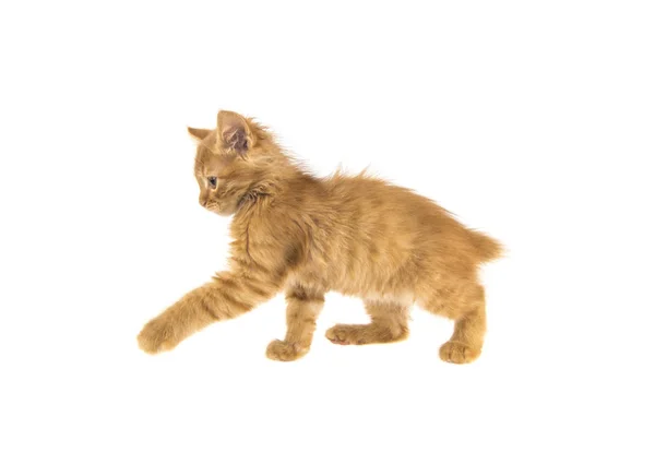 Bobtail red cat ginger on white background — Stock Photo, Image