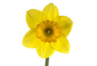 Nergis, mavi zemin üzerine nergis