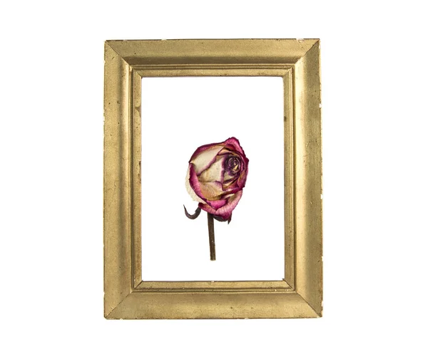 Сушена троянда в вінтажному обрамленні — стокове фото