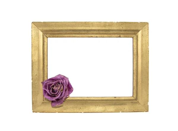 Сушена фіолетова троянда в золотій рамці — стокове фото