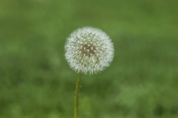 Yeşil arkaplanda karahindiba — Stok fotoğraf