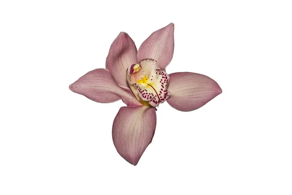 Orchid flower on white background — Stock Photo, Image
