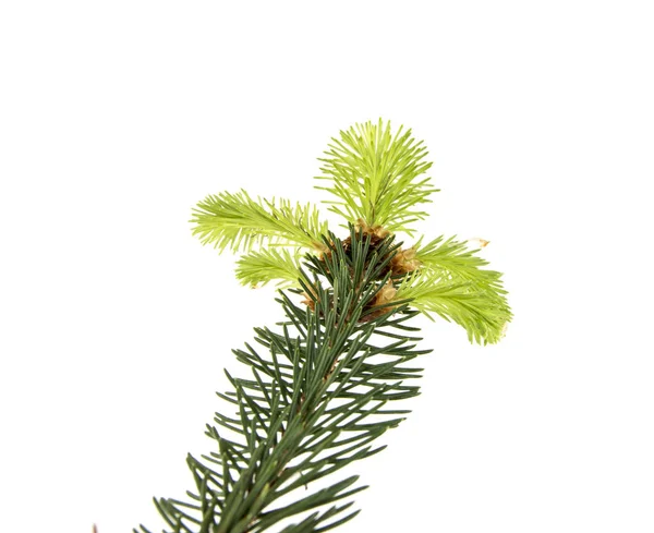 Branch of a Christmas tree with a young shoot — Stock Photo, Image