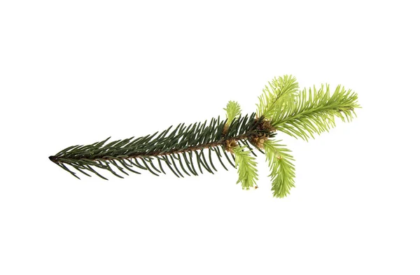 Tak van een kerstboom met een jonge scheut — Stockfoto