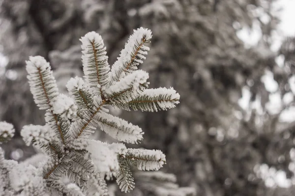 Çam dalları frost ile kaplı iğneler ile — Stok fotoğraf