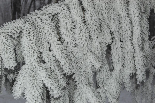 Spruce branches with needles covered with frost — Stock Photo, Image