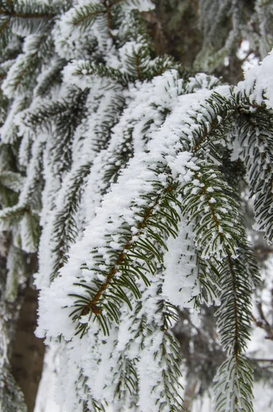 çam dalları frost ile kaplı iğneler ile