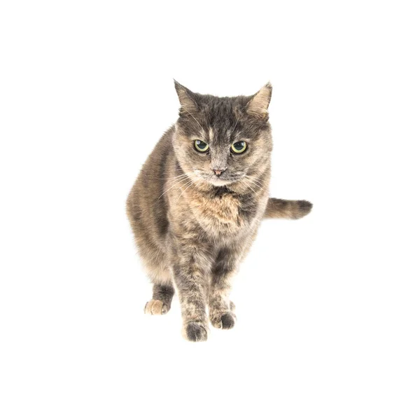흰색 바탕에 회색 고양이 — 스톡 사진
