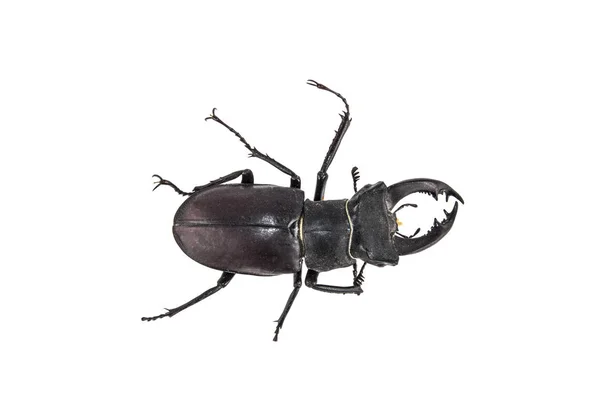 Kumbang rusa pada latar belakang putih — Stok Foto