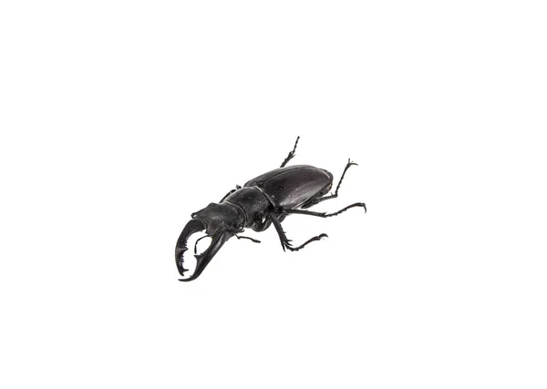 白色背景上的鹿甲虫 — 图库照片