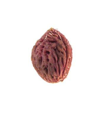 Beyaz arka plan üzerinde şeftali taş