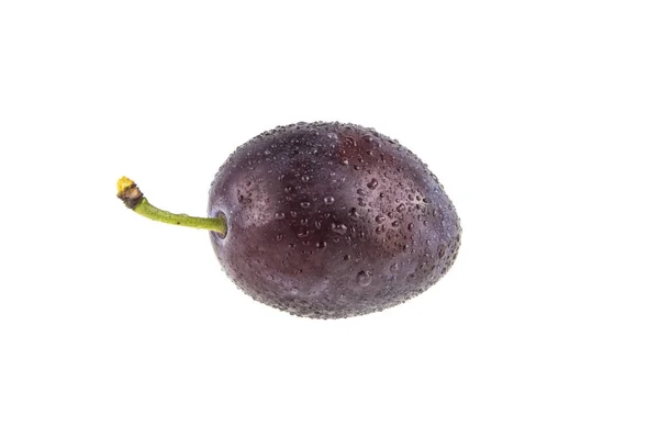 Wet plum on white background — Stock Photo, Image