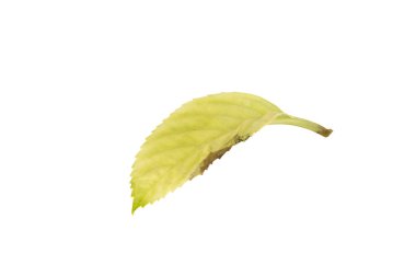 izole beyaz zemin üzerine sarı çürümüş yaprak