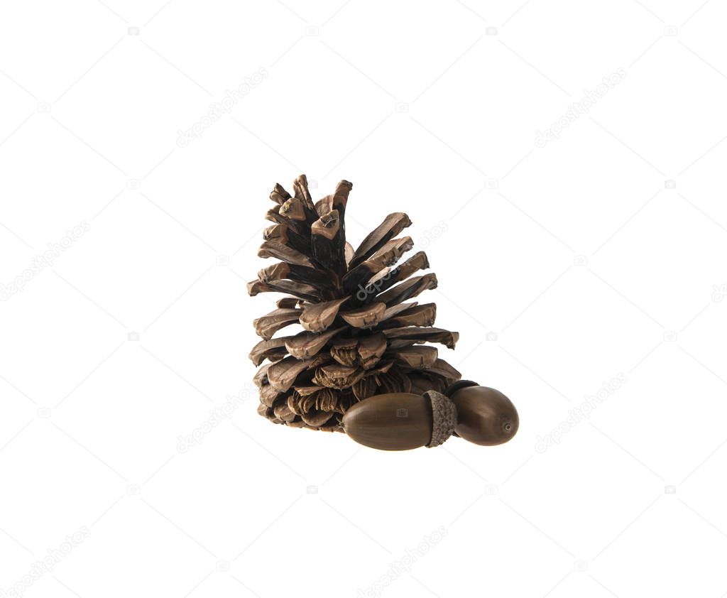 pine cone and two acorns on white isolated background