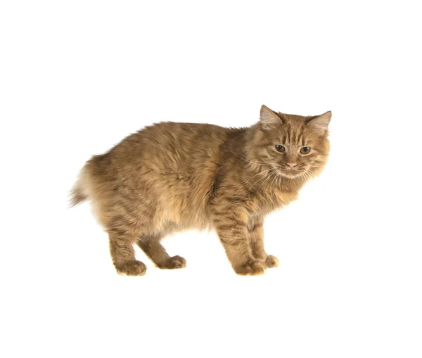 Kırmızı Bobtail kedi izole beyaz zemin üzerine zencefil