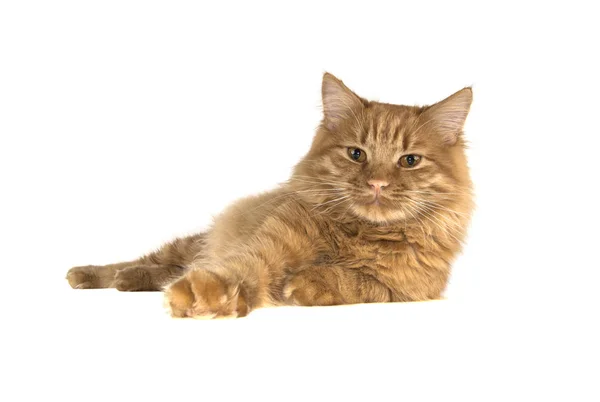 Bobtail Rote Katze Ingwer Auf Isoliertem Weißen Hintergrund — Stockfoto