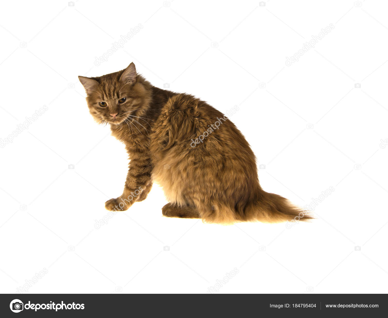 Kırmızı Bobtail Kedi Izole Beyaz Zemin Üzerine Zencefil — Stok Foto