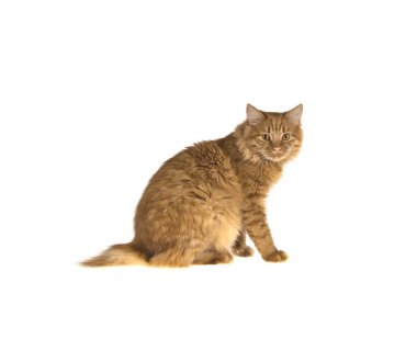 Kırmızı Bobtail kedi izole beyaz zemin üzerine zencefil