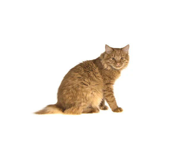 Kırmızı Bobtail kedi izole beyaz zemin üzerine zencefil