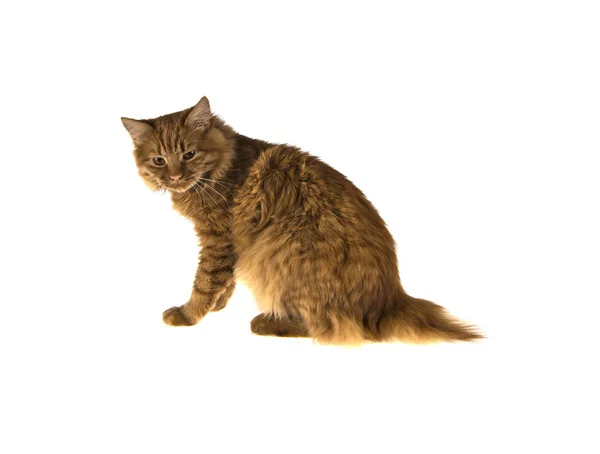Kırmızı Bobtail kedi izole beyaz zemin üzerine zencefil