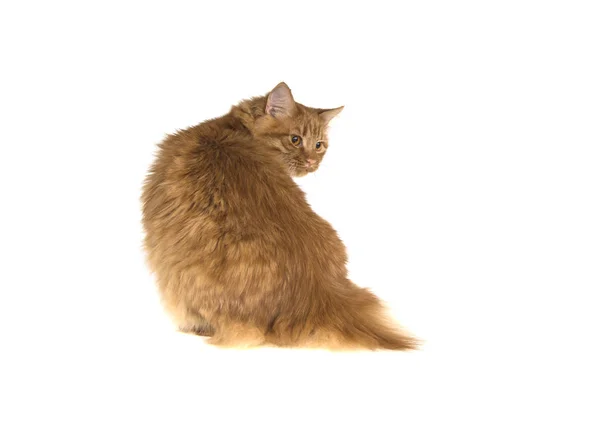Bobtail Rote Katze Ingwer Auf Isoliertem Weißen Hintergrund — Stockfoto