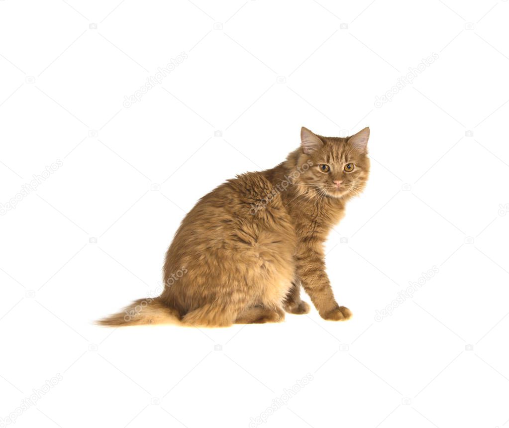 bobtail red cat ginger on isolated white background
