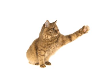 Kırmızı Bobtail kedi izole beyaz zemin üzerine zencefil