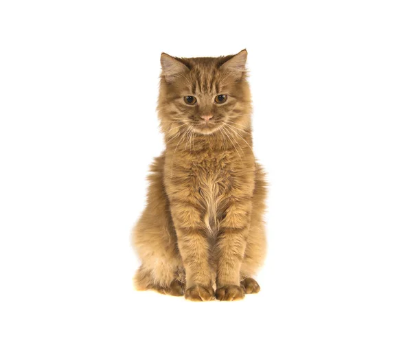 Kırmızı Bobtail kedi izole beyaz zemin üzerine zencefil