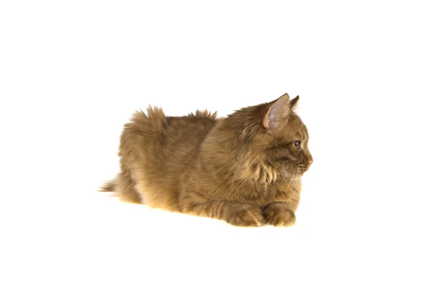 Bobtail red cat ginger on isolated white background — Stock Photo, Image