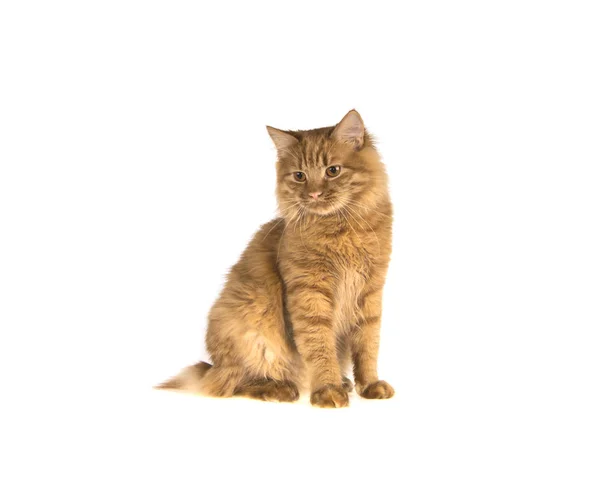 Kırmızı Bobtail kedi izole beyaz zemin üzerine zencefil