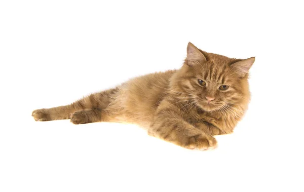Bobtail rote Katze Ingwer auf isoliertem weißen Hintergrund — Stockfoto