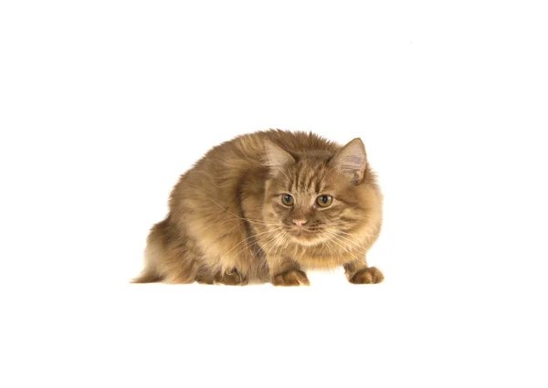 Kırmızı Bobtail kedi izole beyaz zemin üzerine zencefil