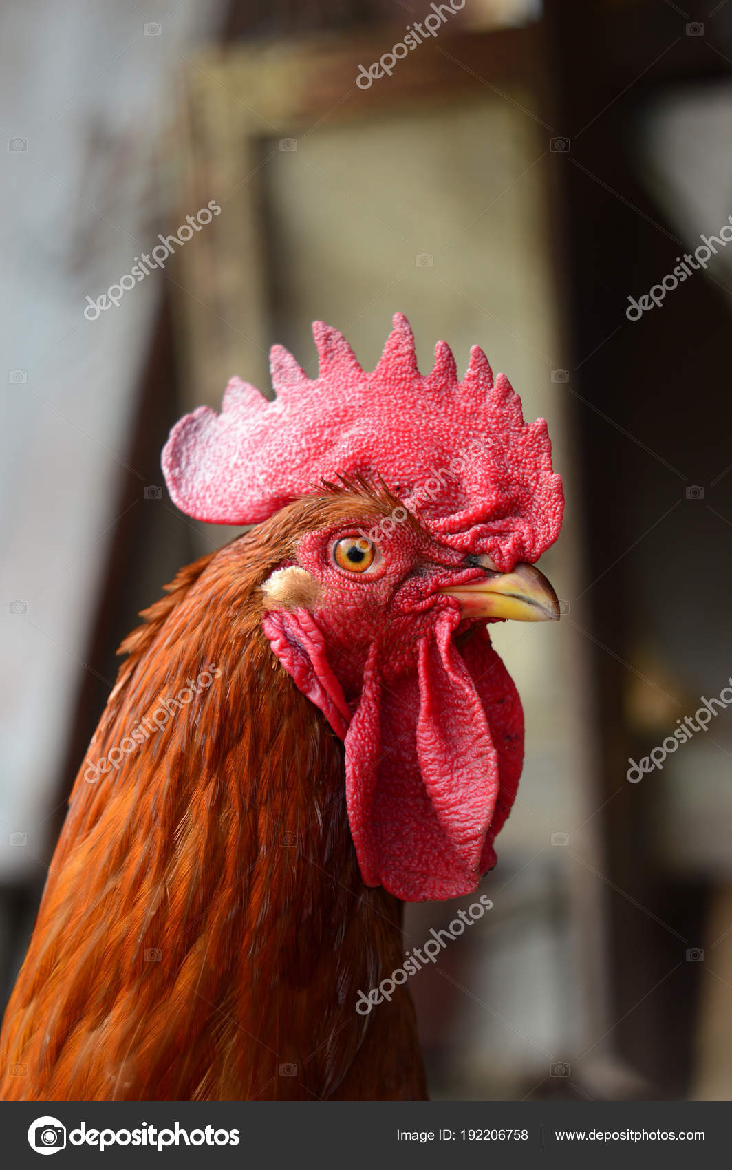cock head close ups Gay shock collar