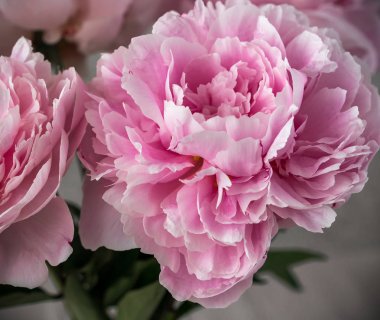 Şakayık, Bahar, yaz, havadar, yaprakları, aşk, kokusu, çiçek, doğa, güzellik, duygular, duygular