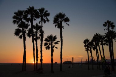 Santa Monica Beach Palm Tree silüeti
