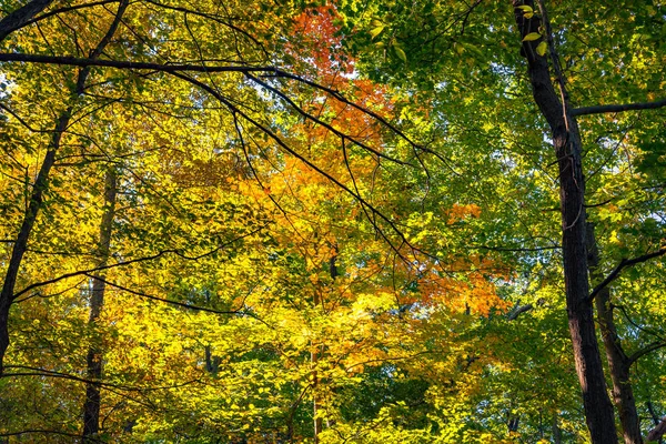 秋の林道 — ストック写真