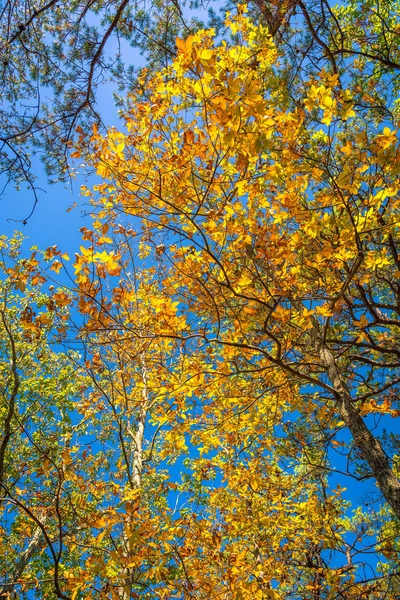 Waldweg im Herbst — Stockfoto
