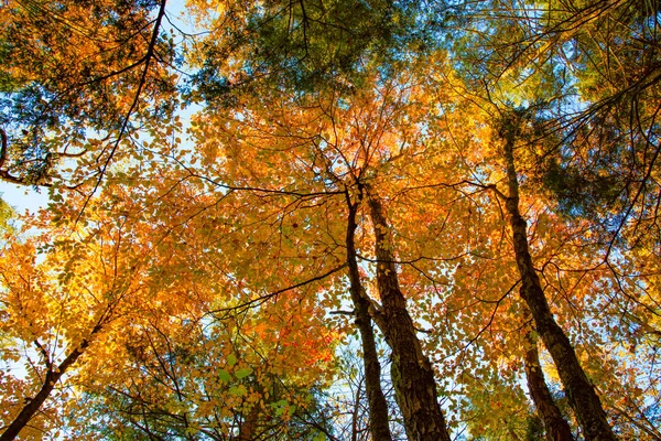 Waldweg im Herbst — Stockfoto