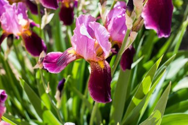 Bir çayır üzerinde mor Iris