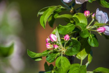 Elma çiçeği kuzeybatı Montana'da elma ağaçlarından