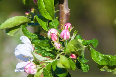 Elma çiçeği ile baharda alınan arka plan bulanık.