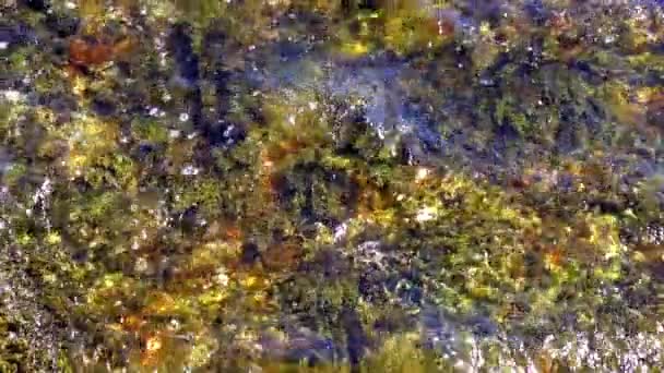 Close Plants Algae Moving Water Waves Come — Stock Video