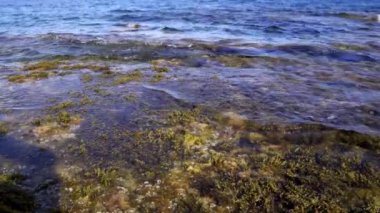 Dalgalar içeri girerken su içinde hareket eden bitki ve yosunlara yakın çekim