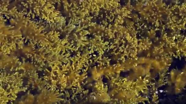 Close Plants Algae Moving Water Waves Come — Stock Video