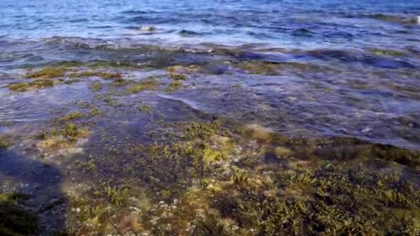 波のように水の中を動く植物や藻類の接近 — ストック動画