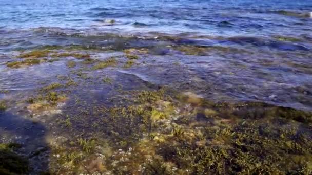 Gros plan sur les plantes et les algues qui se déplacent dans l'eau à mesure que les vagues arrivent 