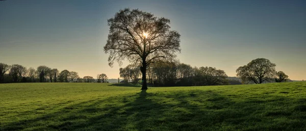 Vista Panorámica Del Árbol Retroiluminado Final Tarde Primavera Chilterns Inglaterra — Foto de Stock