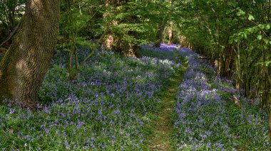 İngiltere 'nin Chiltern Hills şehrinde ilkbaharda bir patika ve çiçek açan çan çiçeklerini gösteren panoramik manzara                             