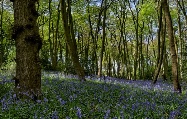 Wald Mit Blühenden Blauglocken Frühling Den Chiltern Hills England — Stockfoto