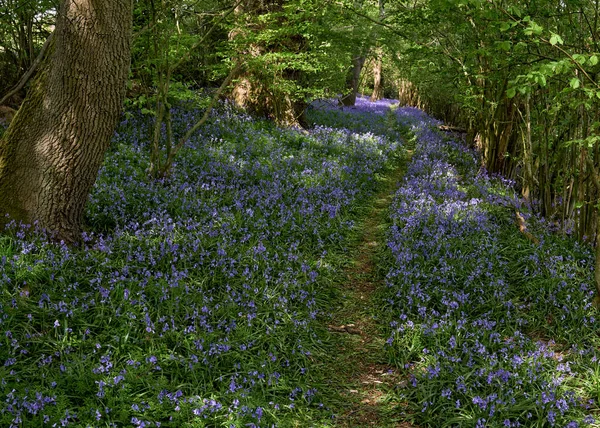Blick Auf Wälder Mit Einem Fußweg Und Blühenden Blauglocken Frühling — Stockfoto